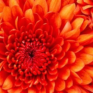 Meet your Posher, Kylie